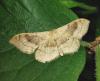Idaea degeneraria